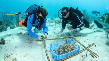 Buceo guiado desde la costa en LionsDive Beach Resort