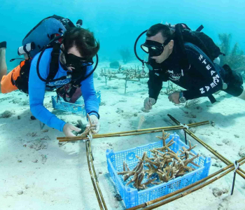 Guided Shore Diving at LionsDive Beach Resort