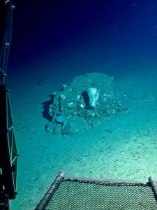 Dive into the Deep: Join a Research Dive in Curaçao