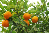 ¿Qué fruta es famosa en Curaçao? Descubre la Fruta Típica de la Isla