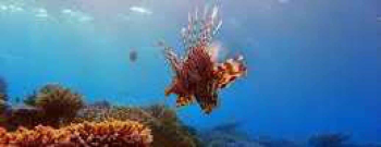 Alice In Wonderland dive