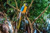 Vogels van curacao
