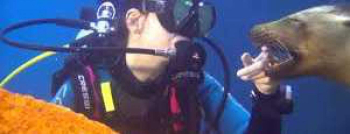 Dive at Director?s bay