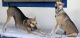 Dogs on Curacao