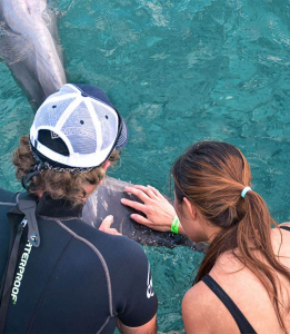 Swim Side-by-Side with Dolphins in Curaçao!