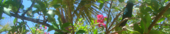 Experience Ultimate Relaxation: Book Your Yoga Retreat in Curaçao
