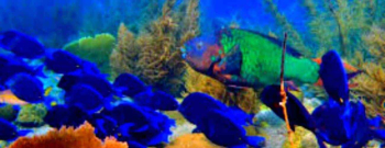 Mako’s Mountain Kortape dive