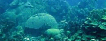 Mushroom Forest and Lagun dive