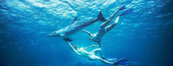 Open Water Dolfijnduik