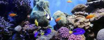 Duiken bij Playa Largu