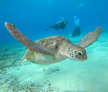 Dive into Sea Turtle Conservation with the Sea Turtle Awareness Specialty in Curaçao