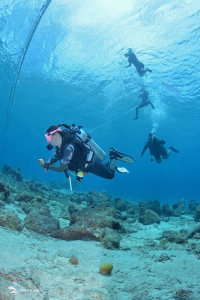 Ontdek de spanning van het duiken met de PADI Scuba Diver Cursus op Curaçao